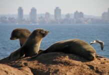 ISLA DE LOBOS: EL SITIO QUE ORGANIZACIONES BUSCAN PRESERVAR