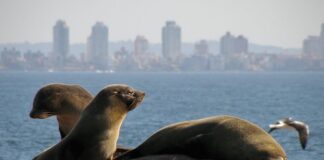 ISLA DE LOBOS: EL SITIO QUE ORGANIZACIONES BUSCAN PRESERVAR