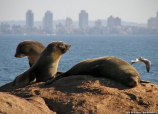 ISLA DE LOBOS: EL SITIO QUE ORGANIZACIONES BUSCAN PRESERVAR