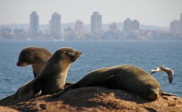 ISLA DE LOBOS: EL SITIO QUE ORGANIZACIONES BUSCAN PRESERVAR