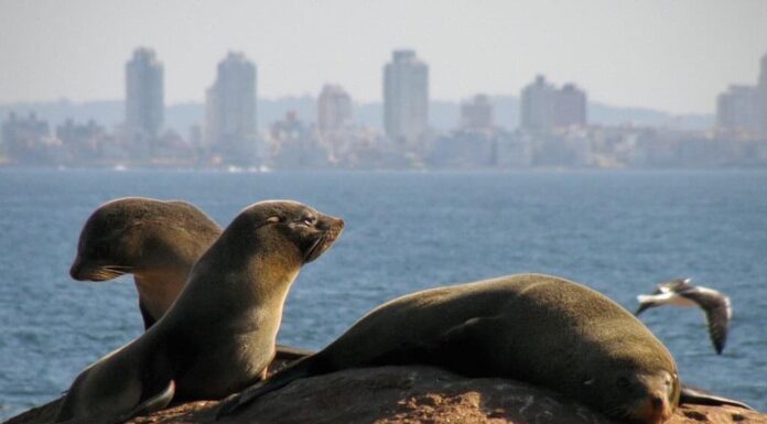 ISLA DE LOBOS: EL SITIO QUE ORGANIZACIONES BUSCAN PRESERVAR