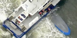 TRAGEDIA EN EL RÍO HUDSON DE NUEVA YORK: UNA LANCHA VOLCÓ Y MURIERON DOS PERSONAS