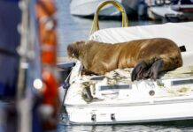 NORUEGA – ESTA ES “FREYA”, LA MORSA QUE DUERME EN LOS BARCOS Y LOS DESTRUYE