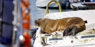 NORUEGA – ESTA ES “FREYA”, LA MORSA QUE DUERME EN LOS BARCOS Y LOS DESTRUYE