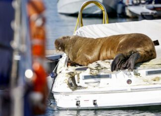 NORUEGA – ESTA ES “FREYA”, LA MORSA QUE DUERME EN LOS BARCOS Y LOS DESTRUYE