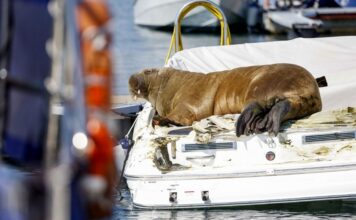 NORUEGA – ESTA ES “FREYA”, LA MORSA QUE DUERME EN LOS BARCOS Y LOS DESTRUYE
