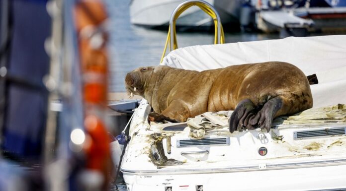 NORUEGA – ESTA ES “FREYA”, LA MORSA QUE DUERME EN LOS BARCOS Y LOS DESTRUYE