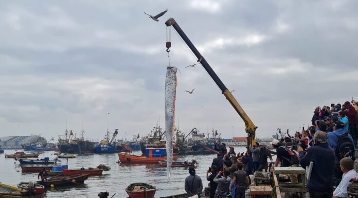 CAPTURAN UN PEZ REMO, LA EXTRAÑA CRIATURA QUE “ANUNCIA TERREMOTOS Y OTRAS CATÁSTROFES”