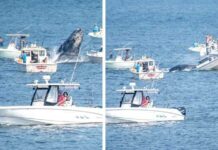 EEUU – LAS AUTORIDADES PIDEN PRECAUCIÓN DESPUÉS DE QUE UN VIDEO VIRAL MUESTRA A UNA BALLENA JOROBADA ATERRIZANDO EN UN BARCO