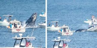 EEUU – LAS AUTORIDADES PIDEN PRECAUCIÓN DESPUÉS DE QUE UN VIDEO VIRAL MUESTRA A UNA BALLENA JOROBADA ATERRIZANDO EN UN BARCO