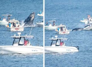 EEUU – LAS AUTORIDADES PIDEN PRECAUCIÓN DESPUÉS DE QUE UN VIDEO VIRAL MUESTRA A UNA BALLENA JOROBADA ATERRIZANDO EN UN BARCO