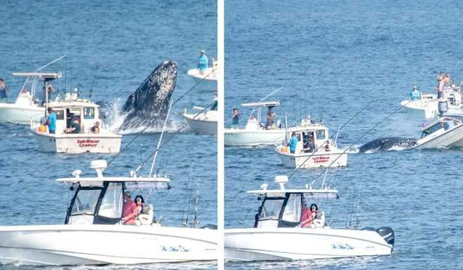 EEUU – LAS AUTORIDADES PIDEN PRECAUCIÓN DESPUÉS DE QUE UN VIDEO VIRAL MUESTRA A UNA BALLENA JOROBADA ATERRIZANDO EN UN BARCO