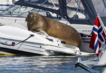 NORUEGA SACRIFICÓ A UNA MORSA PORQUE LOS TURISTAS NO DEJABAN DE ACERCARSE A ELLA