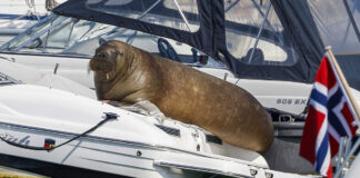 NORUEGA SACRIFICÓ A UNA MORSA PORQUE LOS TURISTAS NO DEJABAN DE ACERCARSE A ELLA