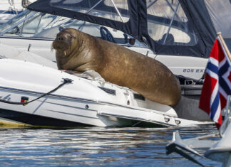 NORUEGA SACRIFICÓ A UNA MORSA PORQUE LOS TURISTAS NO DEJABAN DE ACERCARSE A ELLA