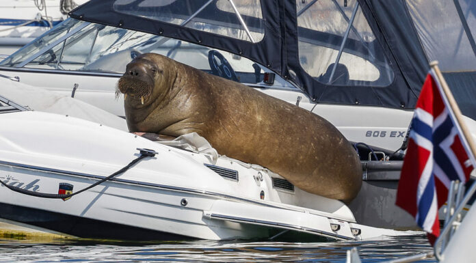 NORUEGA SACRIFICÓ A UNA MORSA PORQUE LOS TURISTAS NO DEJABAN DE ACERCARSE A ELLA
