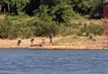 CRUELDAD – MATARON A PIEDRAZOS A UN YACARÉ A ORILLAS DEL RÍO PARANÁ EN CORRIENTES