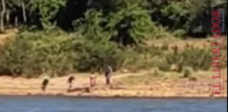 CRUELDAD – MATARON A PIEDRAZOS A UN YACARÉ A ORILLAS DEL RÍO PARANÁ EN CORRIENTES