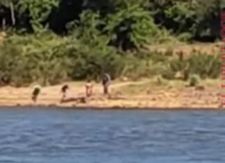 CRUELDAD – MATARON A PIEDRAZOS A UN YACARÉ A ORILLAS DEL RÍO PARANÁ EN CORRIENTES