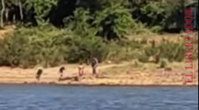 CRUELDAD – MATARON A PIEDRAZOS A UN YACARÉ A ORILLAS DEL RÍO PARANÁ EN CORRIENTES