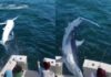 VIDEO – SUSTO A BORDO: UN TIBURÓN DE DE DOS METROS SALTA Y CAE EN UN BARCO DE PESCADORES