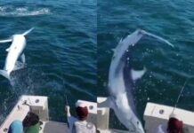 VIDEO – SUSTO A BORDO: UN TIBURÓN DE DE DOS METROS SALTA Y CAE EN UN BARCO DE PESCADORES