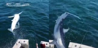 VIDEO – SUSTO A BORDO: UN TIBURÓN DE DE DOS METROS SALTA Y CAE EN UN BARCO DE PESCADORES