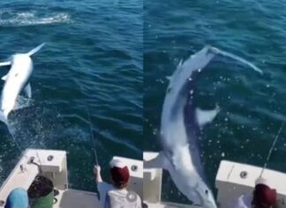 VIDEO – SUSTO A BORDO: UN TIBURÓN DE DE DOS METROS SALTA Y CAE EN UN BARCO DE PESCADORES