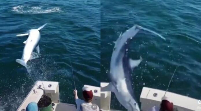 VIDEO – SUSTO A BORDO: UN TIBURÓN DE DE DOS METROS SALTA Y CAE EN UN BARCO DE PESCADORES