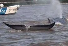 VIDEO – APARECIÓ UNA BALLENA NADANDO EN LAS AGUAS DEL RÍO PARANÁ