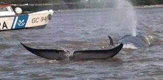 VIDEO – APARECIÓ UNA BALLENA NADANDO EN LAS AGUAS DEL RÍO PARANÁ