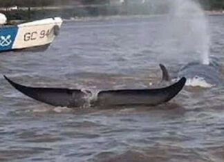 VIDEO – APARECIÓ UNA BALLENA NADANDO EN LAS AGUAS DEL RÍO PARANÁ