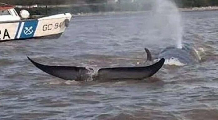 VIDEO – APARECIÓ UNA BALLENA NADANDO EN LAS AGUAS DEL RÍO PARANÁ