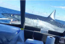 VIDEO – TIBURÓN SALTA A LANCHA DE PESCADORES Y TERMINA EN LA PROA