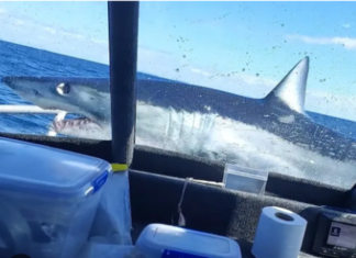 VIDEO – TIBURÓN SALTA A LANCHA DE PESCADORES Y TERMINA EN LA PROA