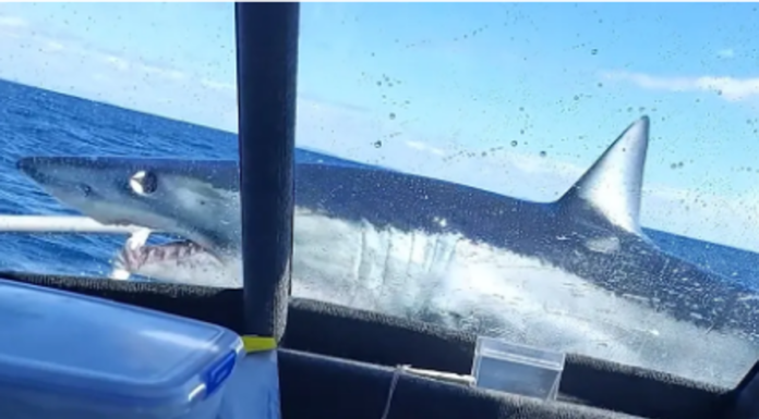 VIDEO – TIBURÓN SALTA A LANCHA DE PESCADORES Y TERMINA EN LA PROA