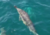 MANADA DE DELFINES SORPRENDE A LA TRIPULACIÓN DE UN VELERO EN MAR DEL PLATA