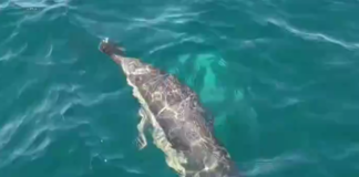 MANADA DE DELFINES SORPRENDE A LA TRIPULACIÓN DE UN VELERO EN MAR DEL PLATA