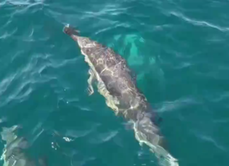 MANADA DE DELFINES SORPRENDE A LA TRIPULACIÓN DE UN VELERO EN MAR DEL PLATA