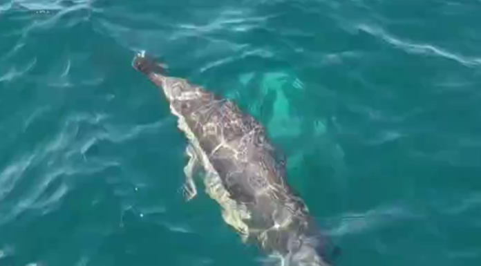 MANADA DE DELFINES SORPRENDE A LA TRIPULACIÓN DE UN VELERO EN MAR DEL PLATA