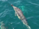 MANADA DE DELFINES SORPRENDE A LA TRIPULACIÓN DE UN VELERO EN MAR DEL PLATA