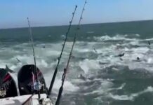 EL TEMIBLE VIDEO DE UN BARCO PESQUERO RODEADO DE TIBURONES EN LOUSIANA: “NUNCA HABÍAMOS VISTO ALGO ASÍ”