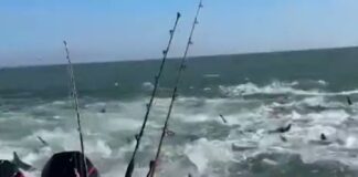 EL TEMIBLE VIDEO DE UN BARCO PESQUERO RODEADO DE TIBURONES EN LOUSIANA: “NUNCA HABÍAMOS VISTO ALGO ASÍ”