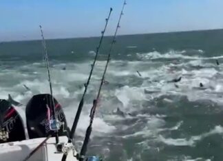 EL TEMIBLE VIDEO DE UN BARCO PESQUERO RODEADO DE TIBURONES EN LOUSIANA: “NUNCA HABÍAMOS VISTO ALGO ASÍ”