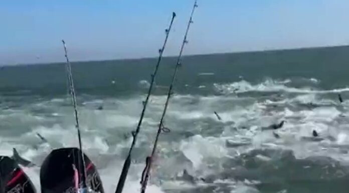EL TEMIBLE VIDEO DE UN BARCO PESQUERO RODEADO DE TIBURONES EN LOUSIANA: “NUNCA HABÍAMOS VISTO ALGO ASÍ”