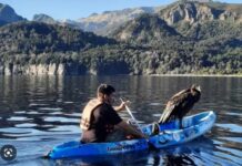 EMOCIONANTE RESCATE EN LA PATAGONIA: SALVARON EN UN KAYAK A UN CÓNDOR QUE CAYÓ AL AGUA