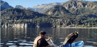 EMOCIONANTE RESCATE EN LA PATAGONIA: SALVARON EN UN KAYAK A UN CÓNDOR QUE CAYÓ AL AGUA