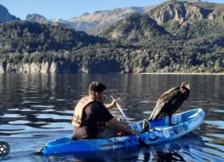 EMOCIONANTE RESCATE EN LA PATAGONIA: SALVARON EN UN KAYAK A UN CÓNDOR QUE CAYÓ AL AGUA