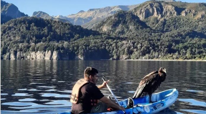 EMOCIONANTE RESCATE EN LA PATAGONIA: SALVARON EN UN KAYAK A UN CÓNDOR QUE CAYÓ AL AGUA