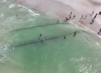 HALLAN RESTOS DE UN BARCO DE MADERA DEL SIGLO XIX EN FLORIDA